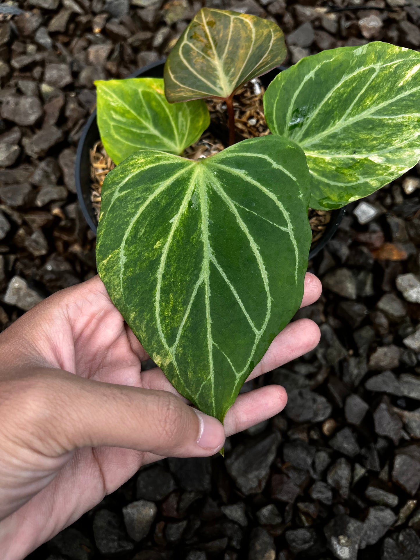 Anthurium King of Spades Butterfly Variegated