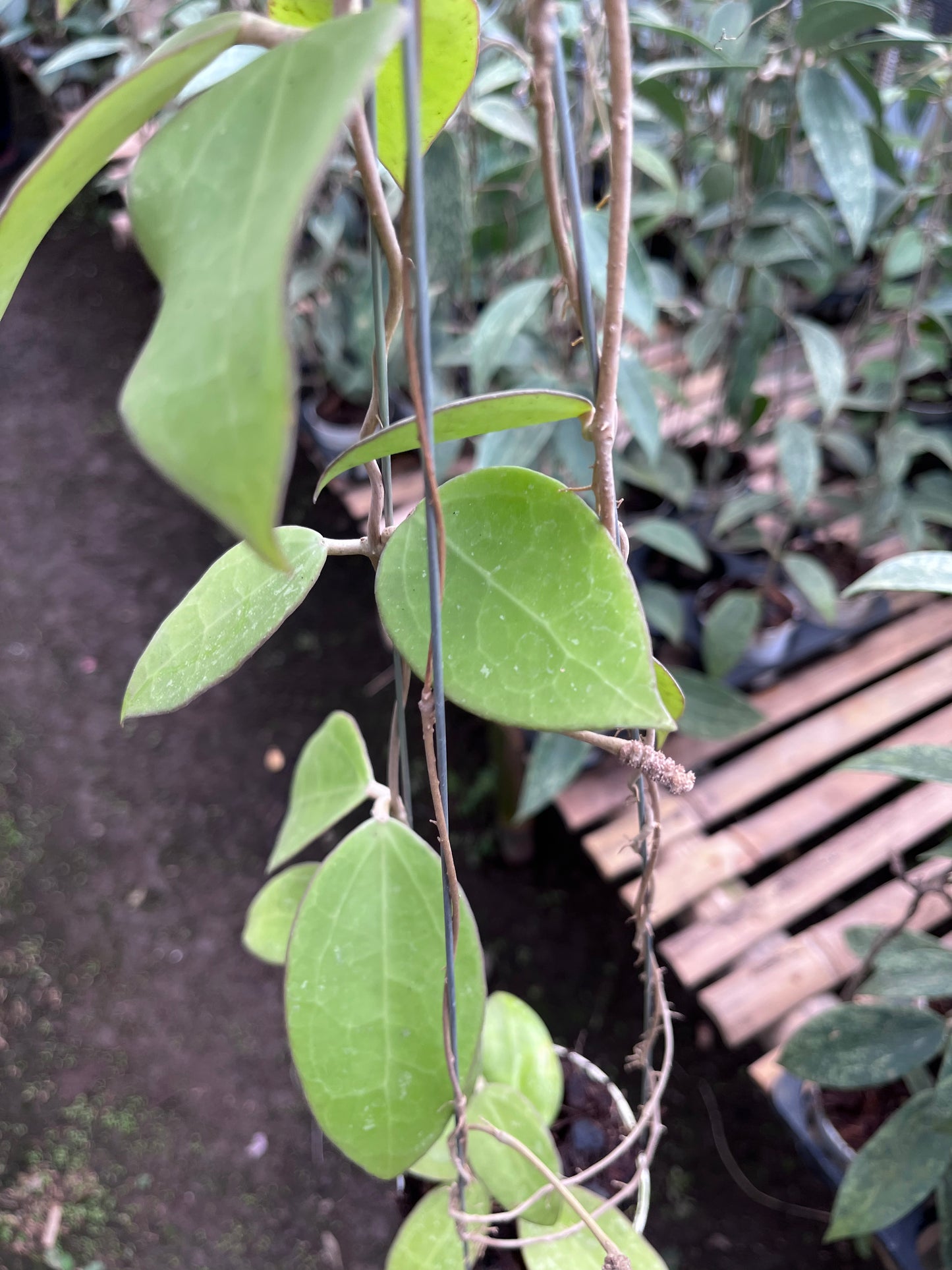 Hoya Verticilata Regular