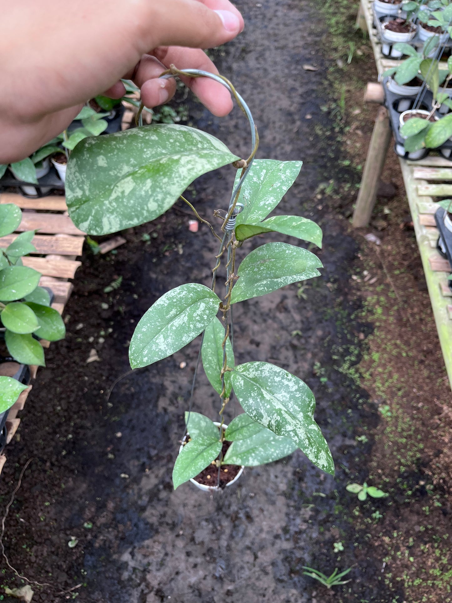 Hoya Forbesii Tabalong