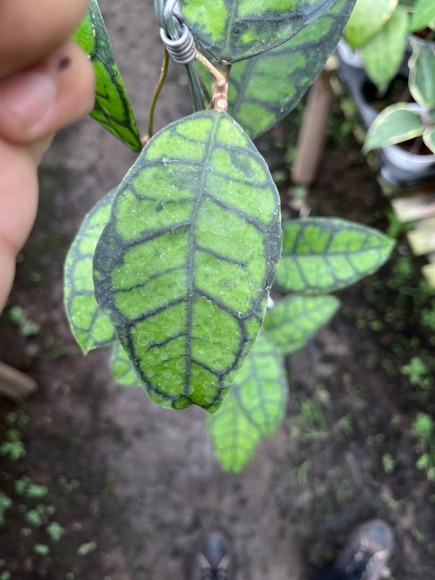 Hoya Callistophylla Turtle