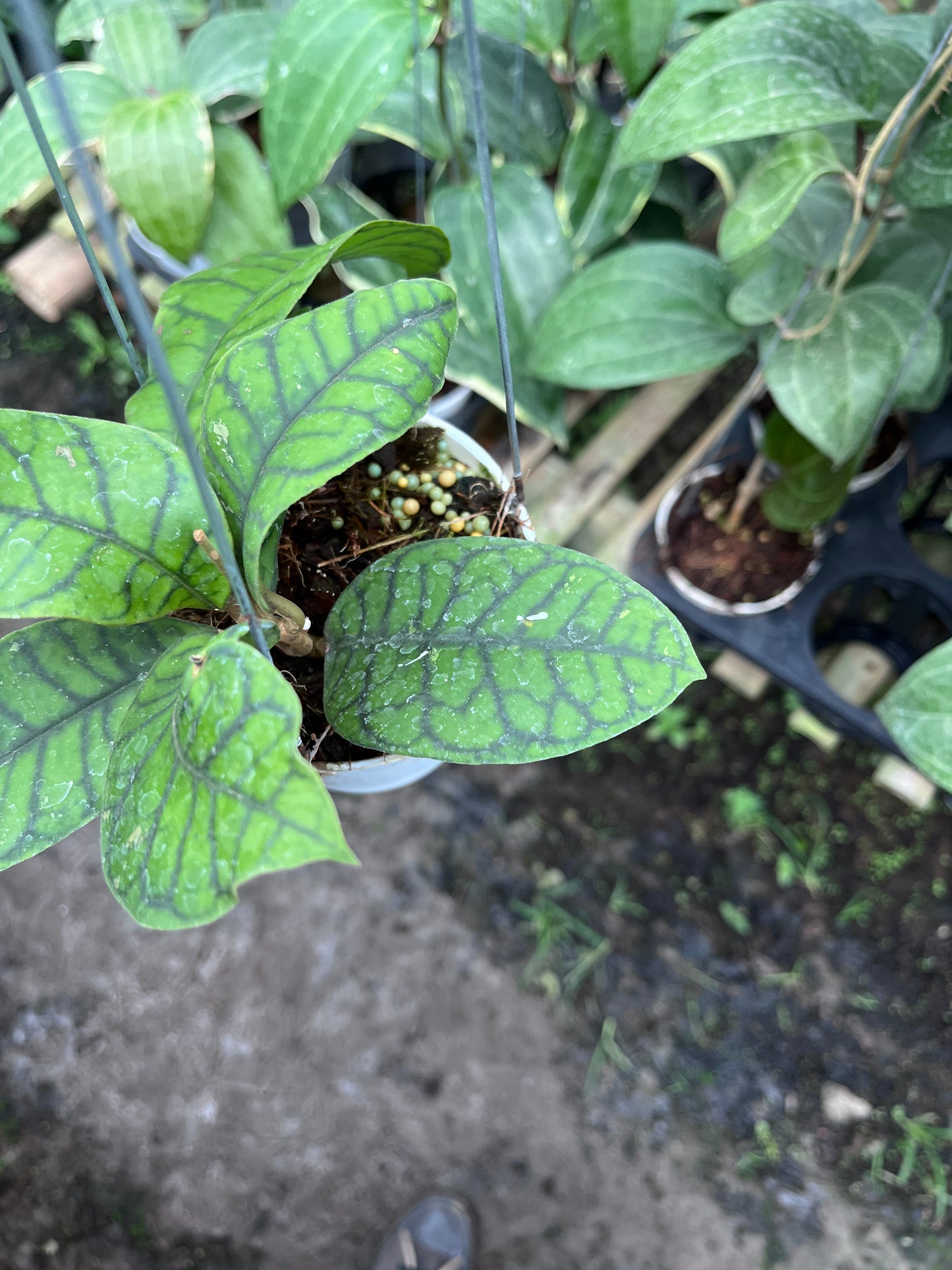 Hoya Callistophylla Spider