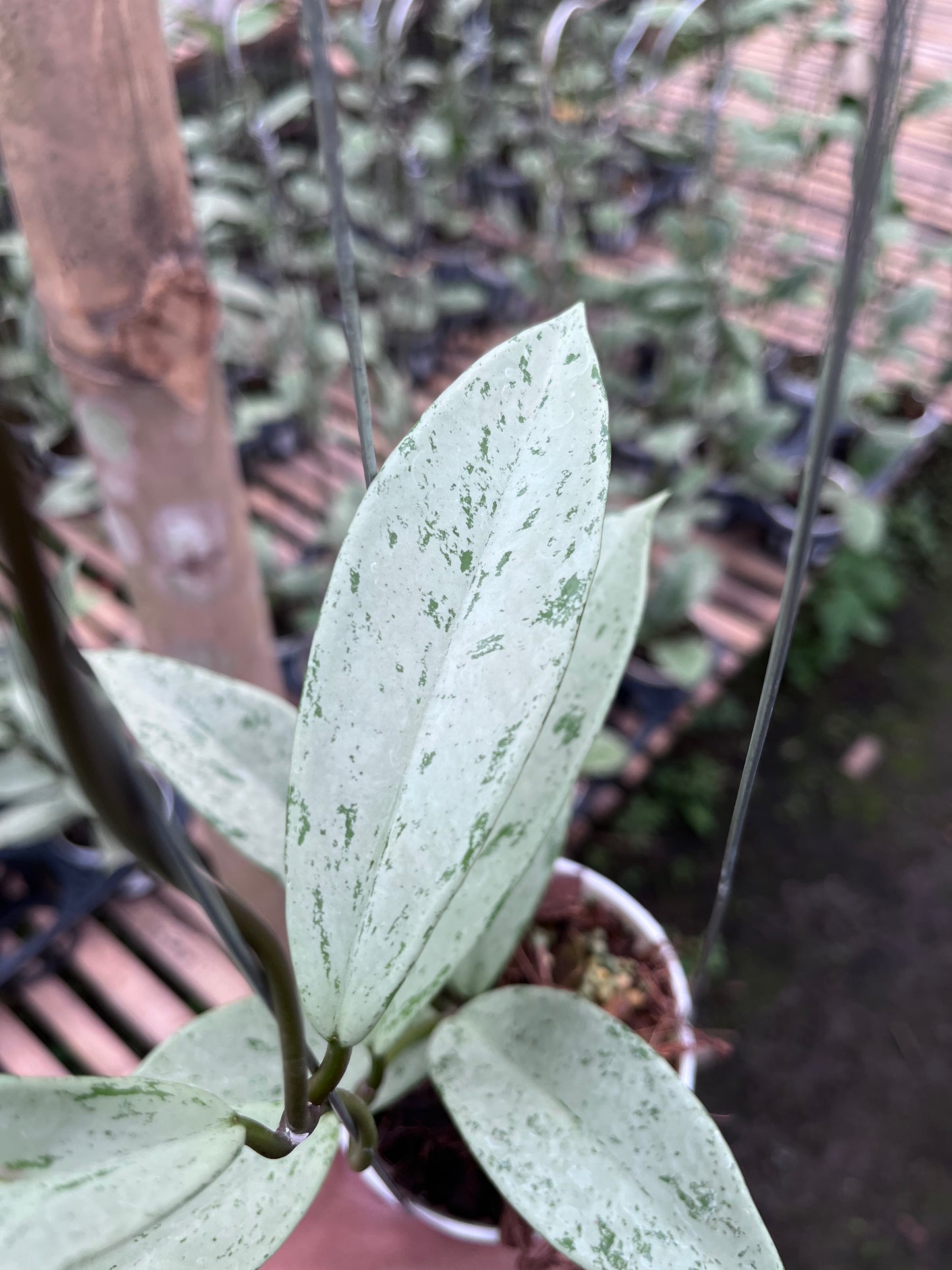 Hoya Pubicalyx Pink Silver Ghost