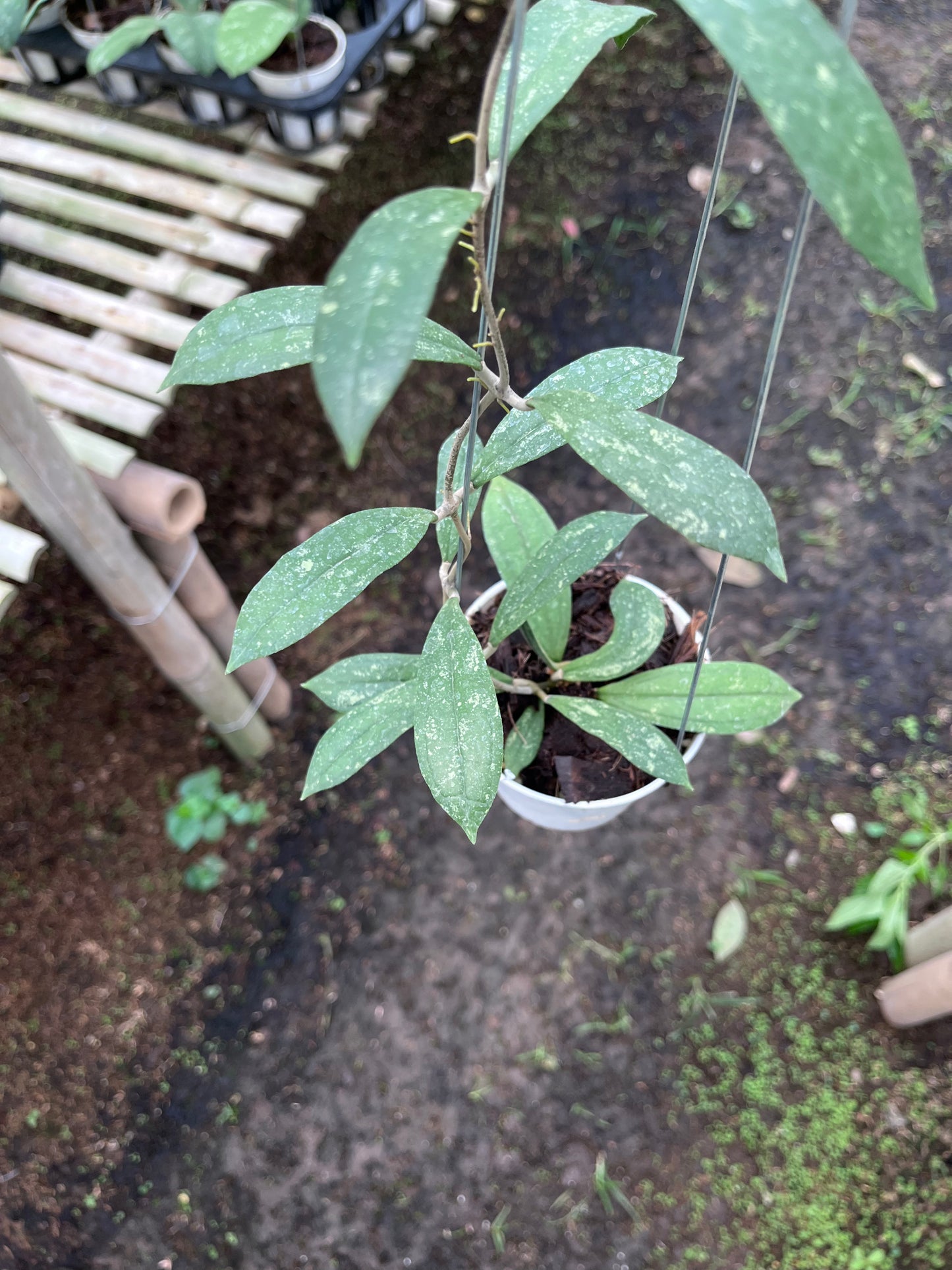 Hoya Rigidifolia Splash