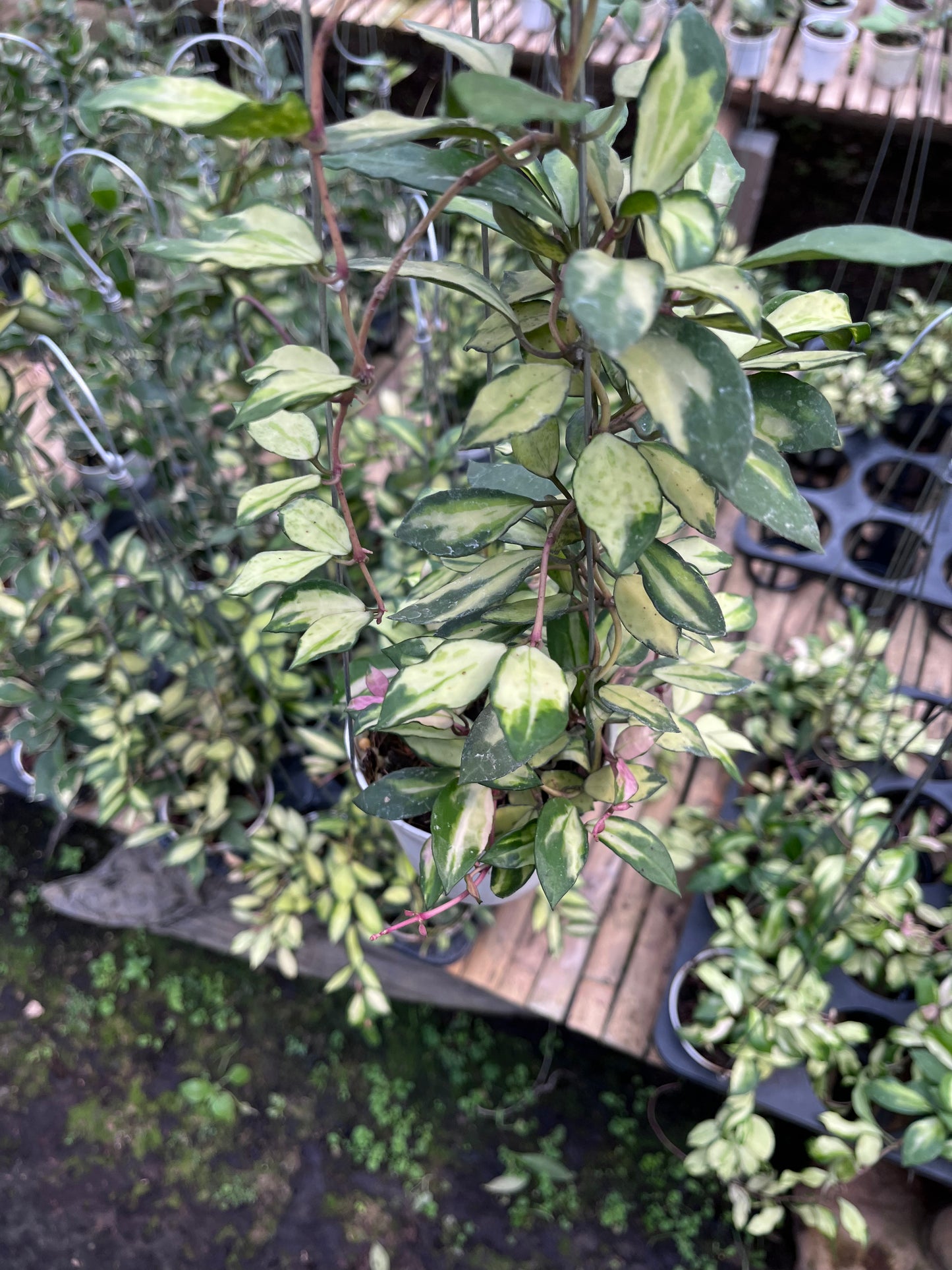 Hoya Lacunosa Minara