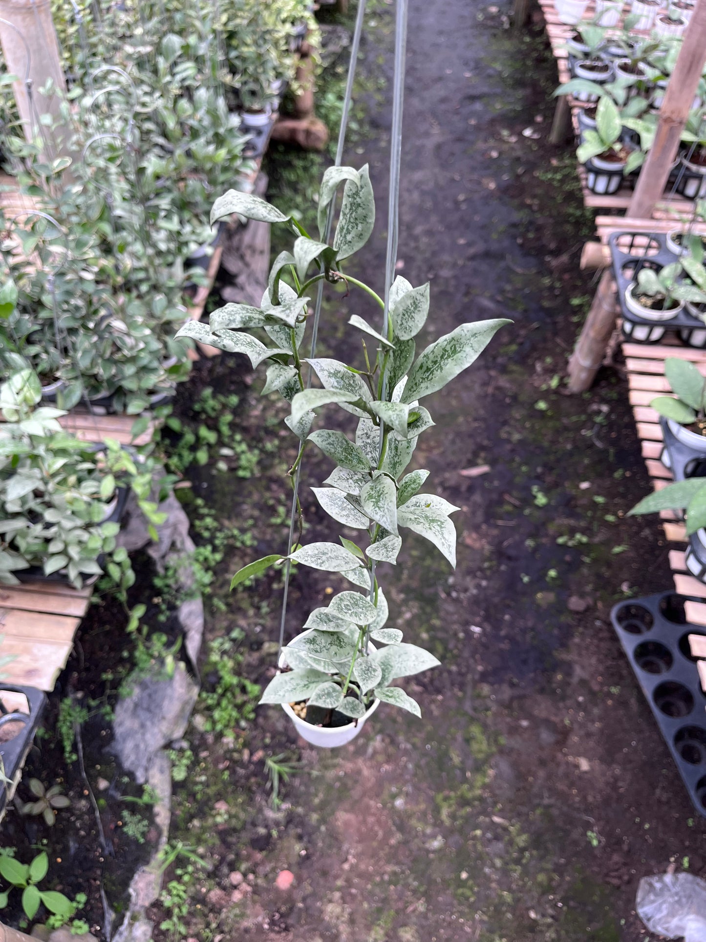Hoya Lacunosa Leopard Skin