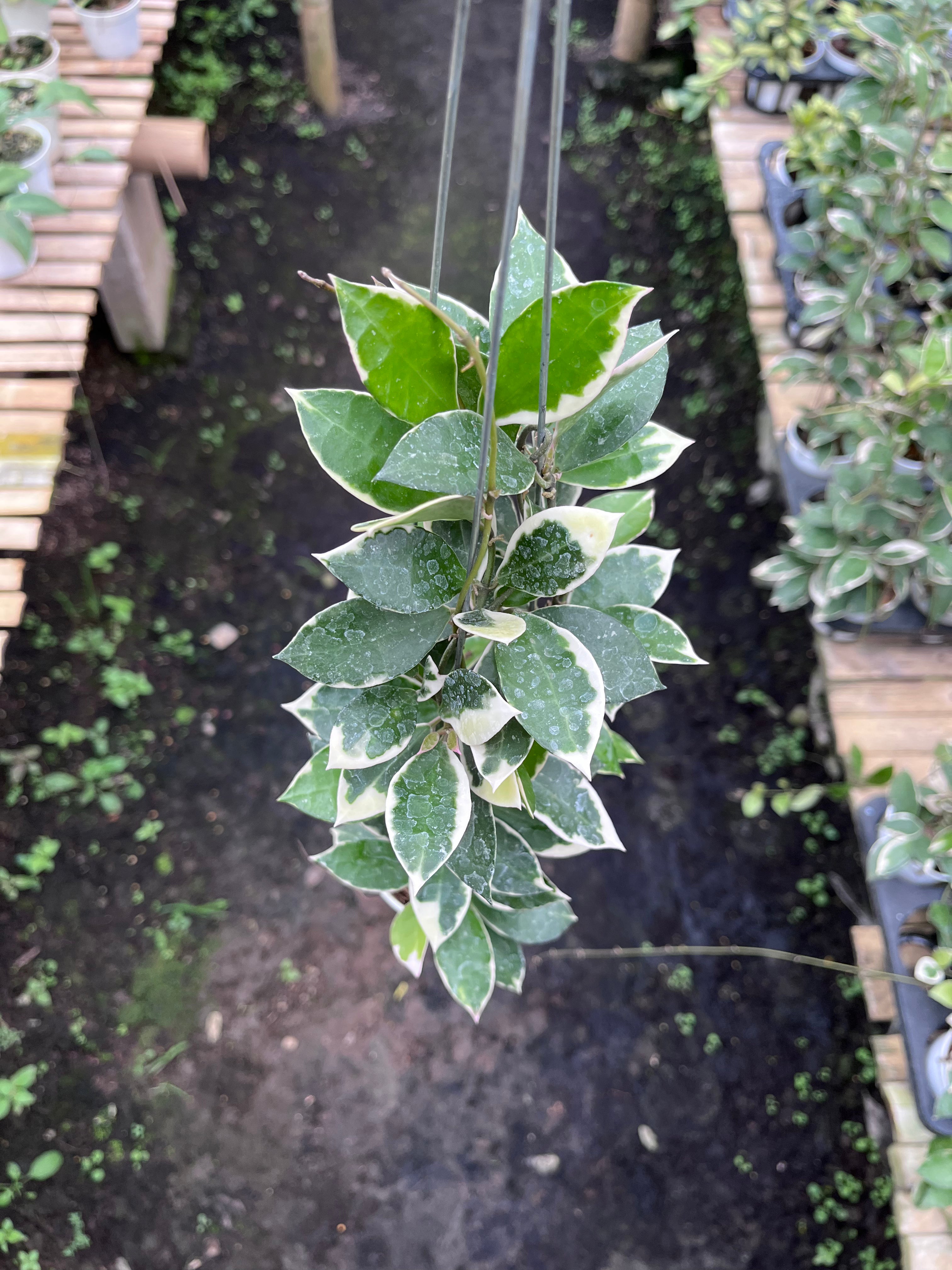 Hoya Lacunosa Asami Wonosobo | Rare Tropical Plant | ART GARDEN