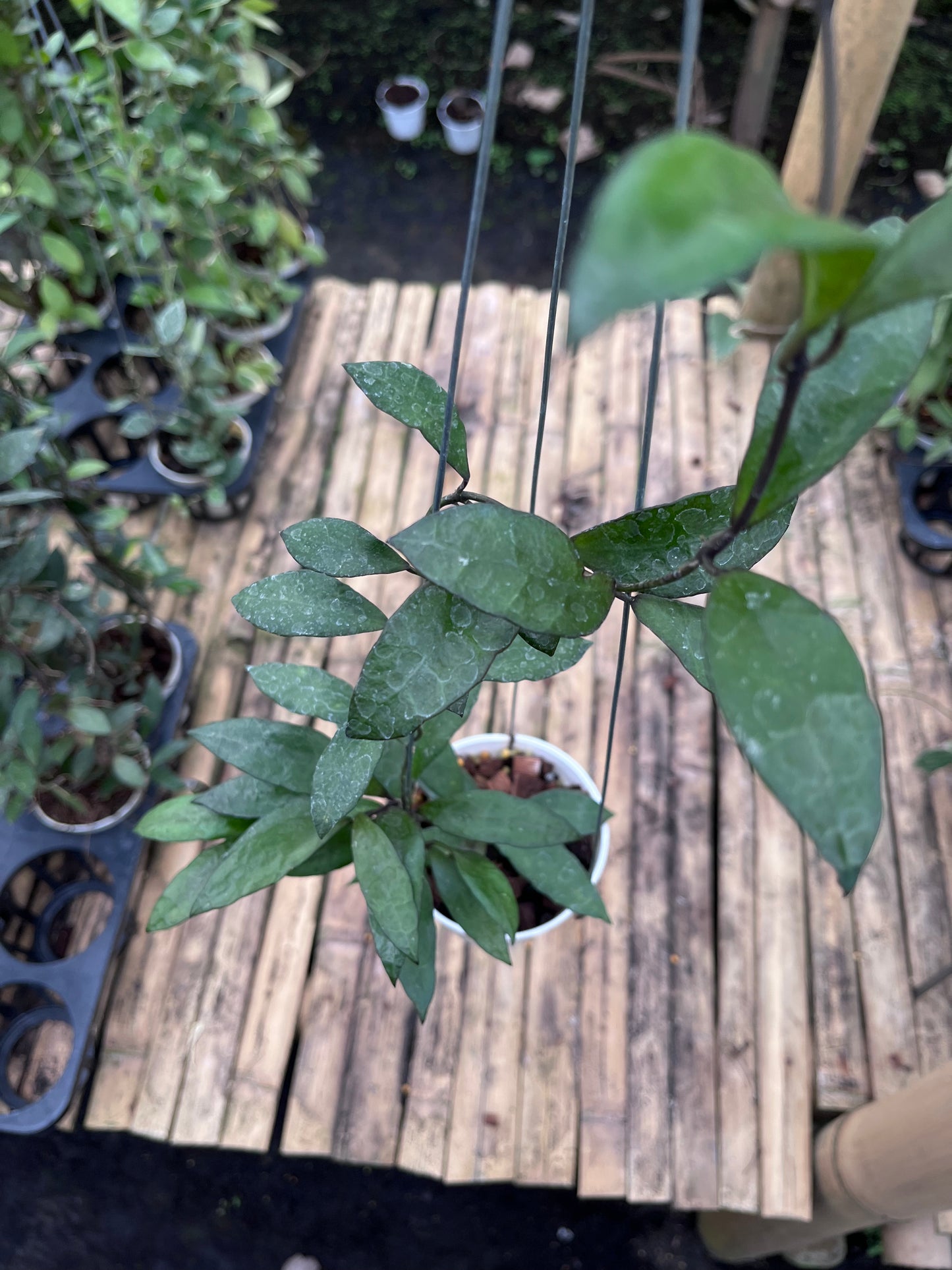 Hoya Lacunosa Gothic