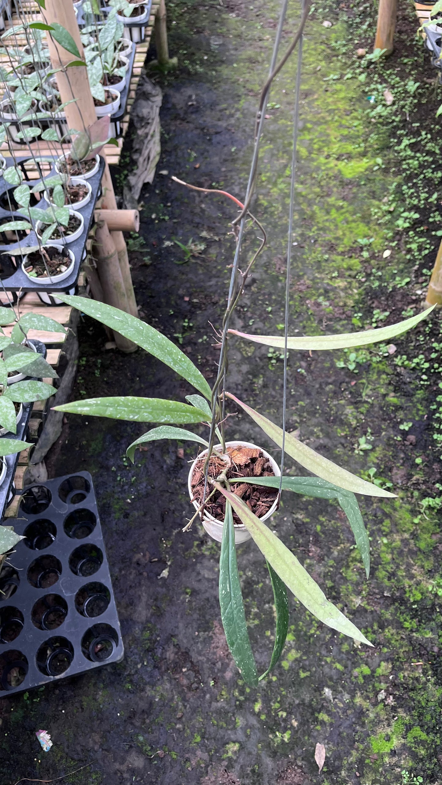 Hoya Sulawesiana