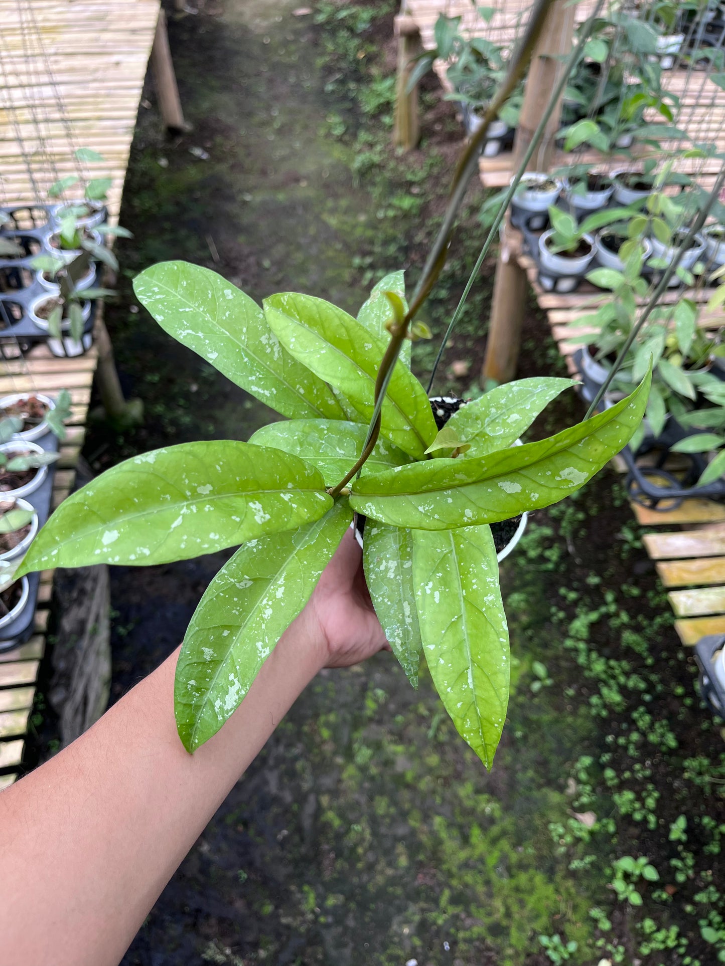 Hoya Sp Aceh Enma