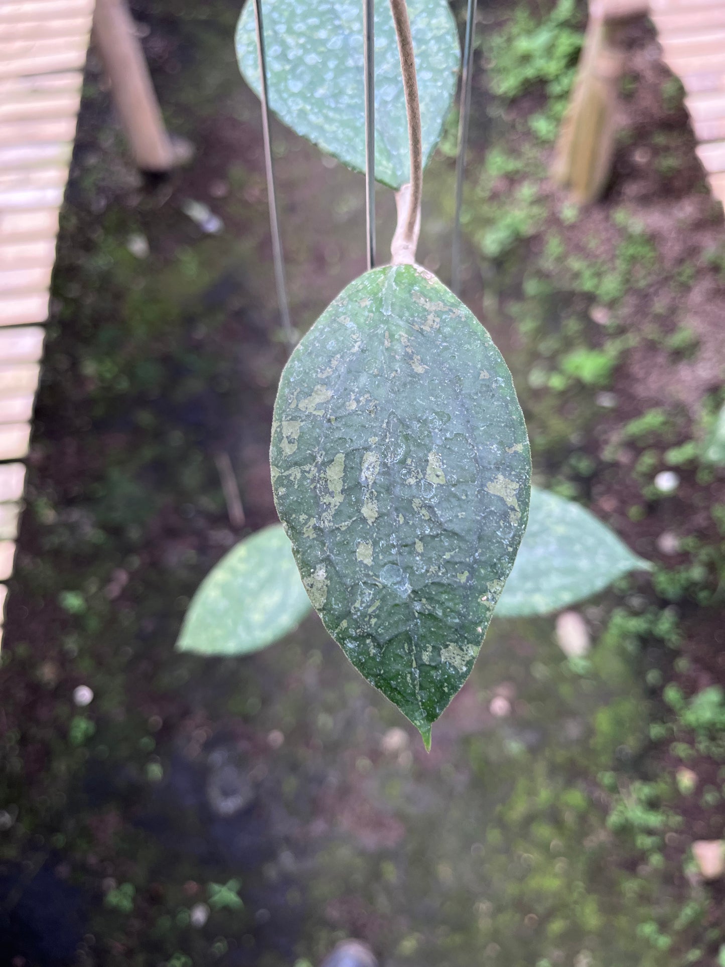 Hoya Vitellina Cianjur Splash