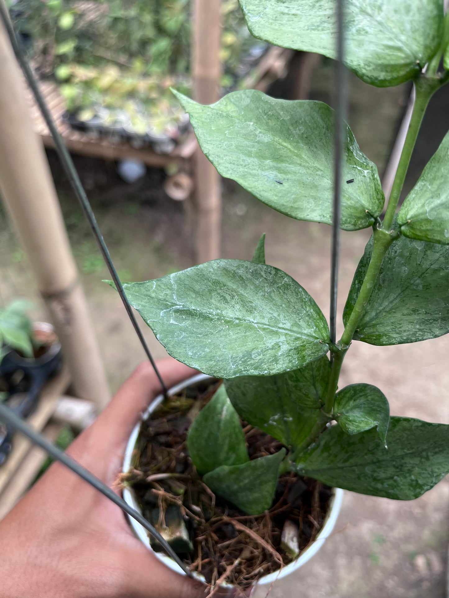 Hoya Polyneura Broget