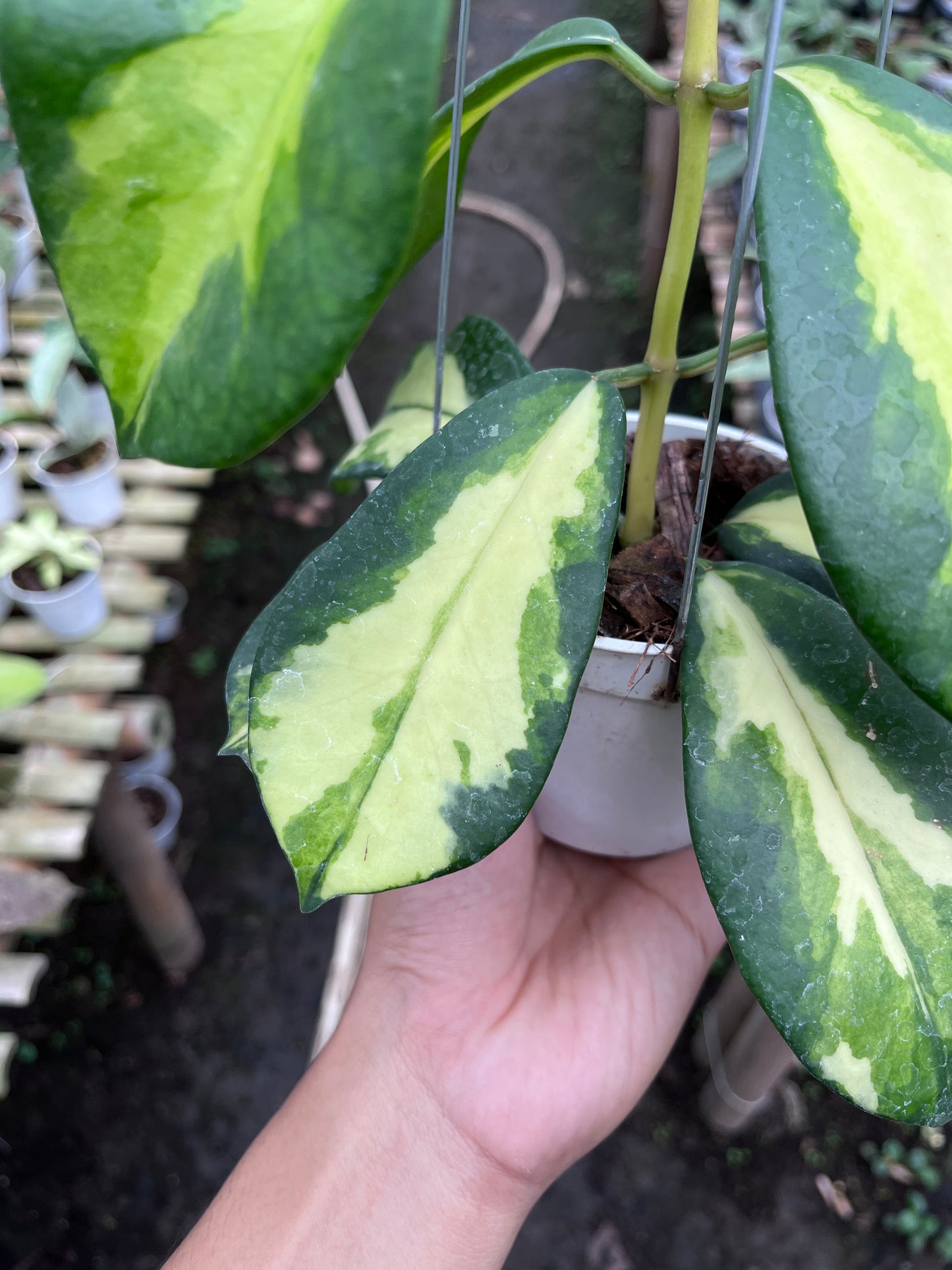 Hoya Diversifolia Maharani