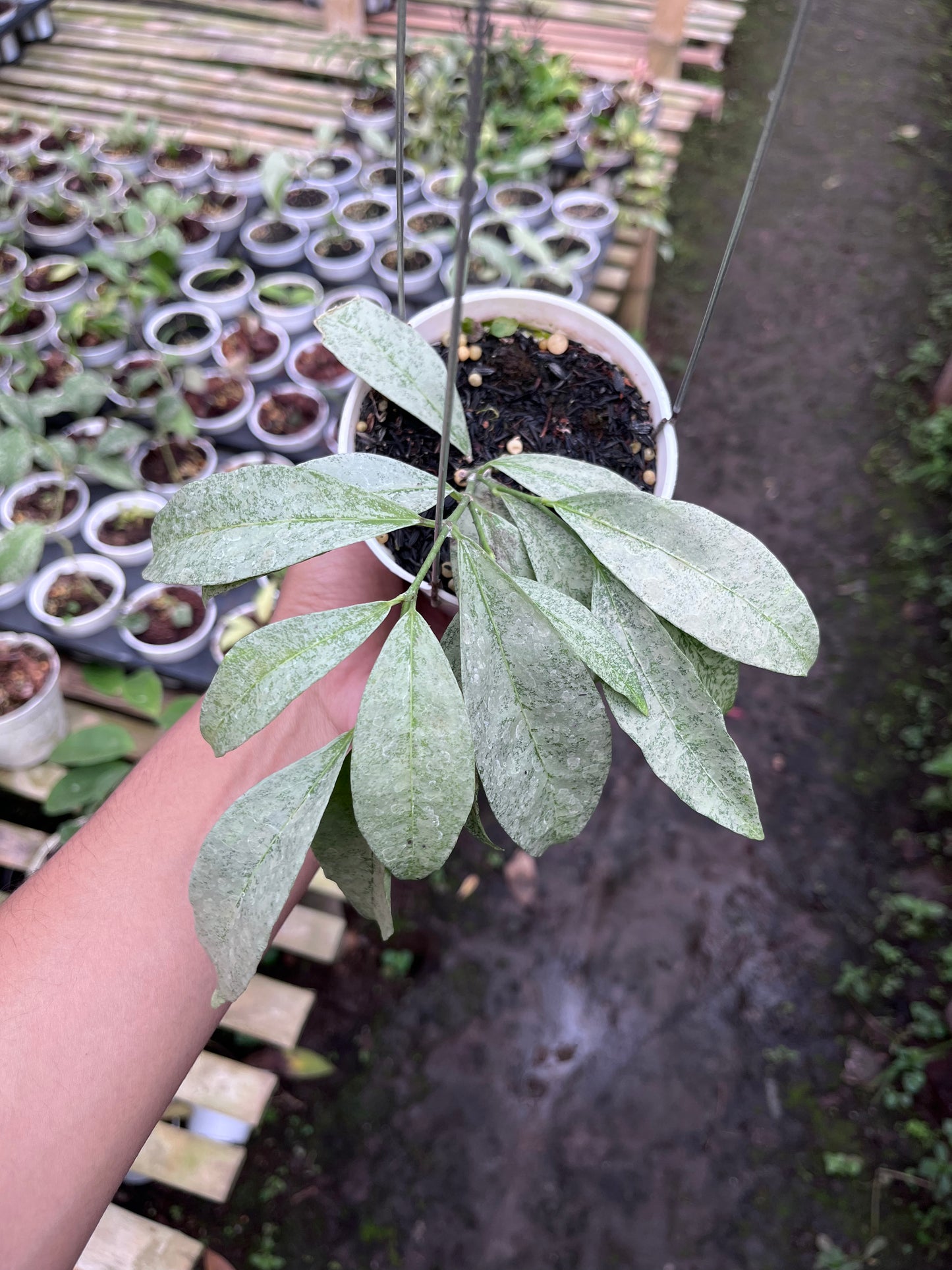 Hoya Amicabilis Silver