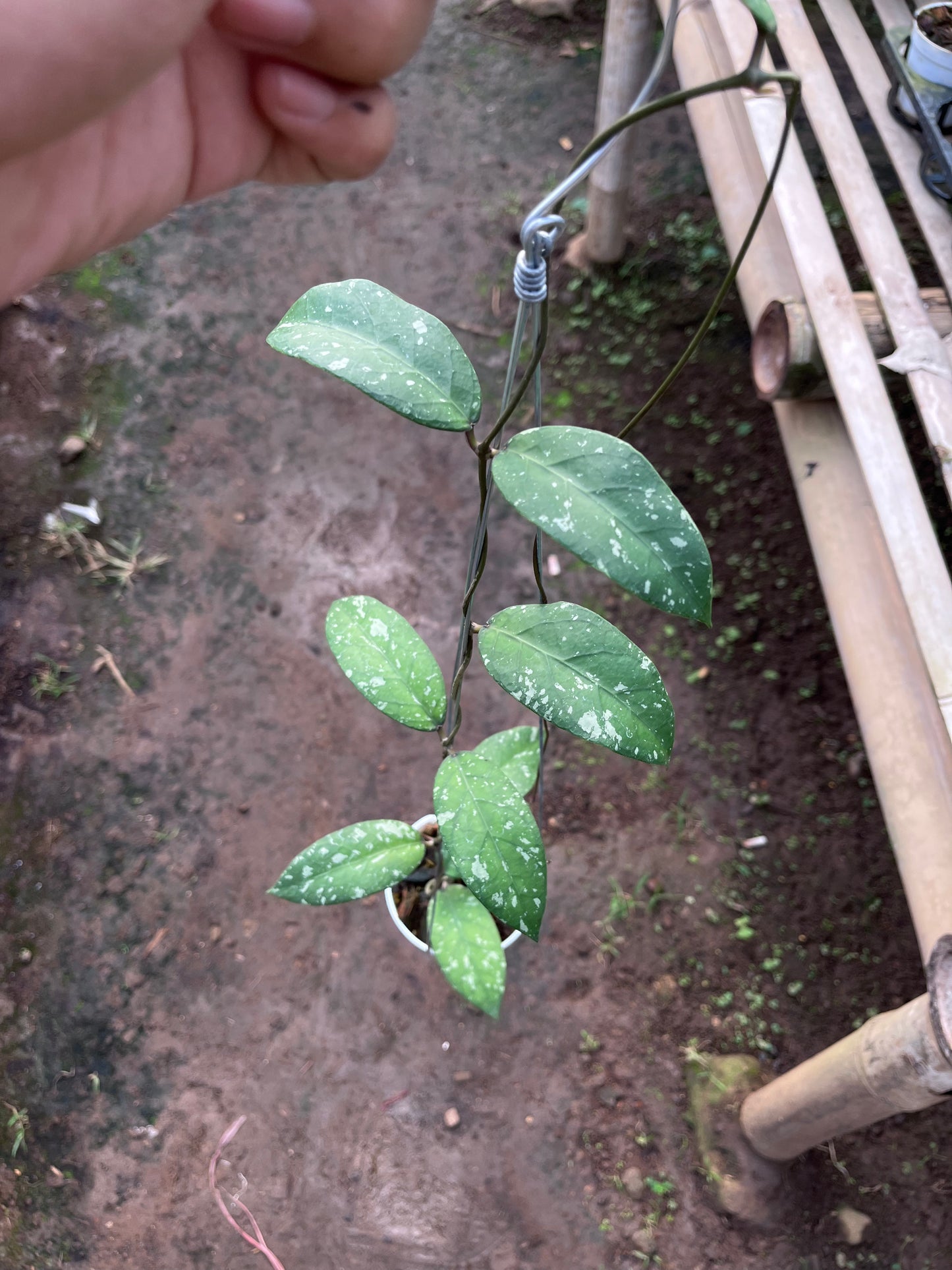 Hoya Sp Aceh Air Suri