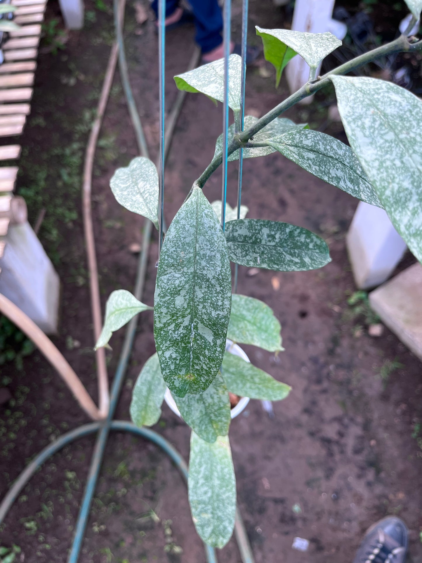 Hoya Multiflora Javanica