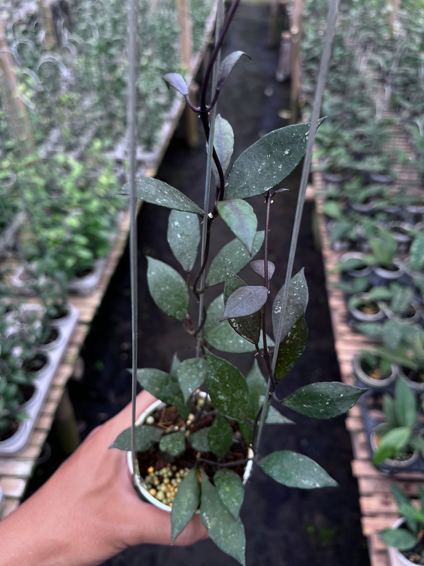 Hoya Lacunosa Black