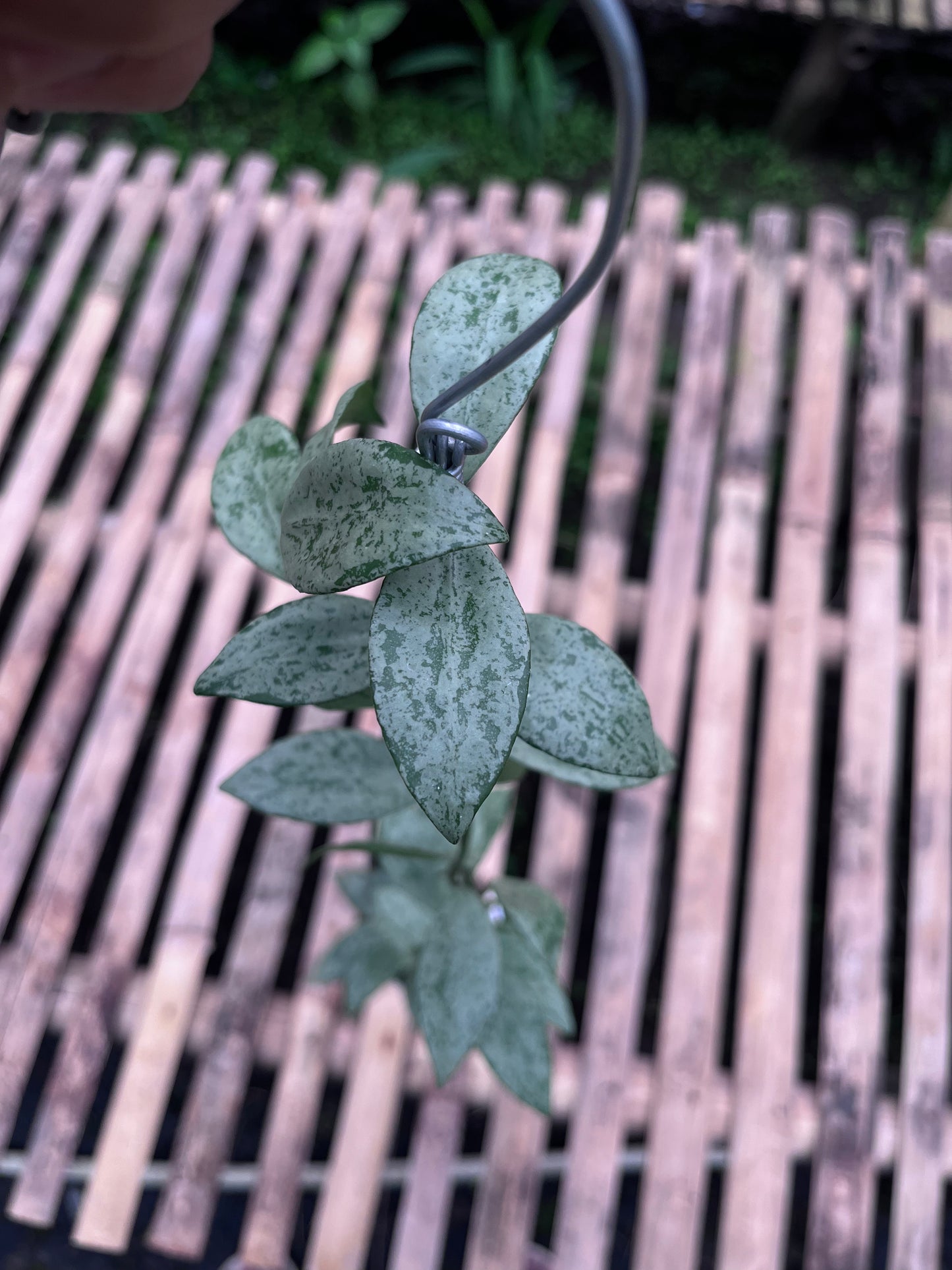 Hoya Lacunosa Silver Lime
