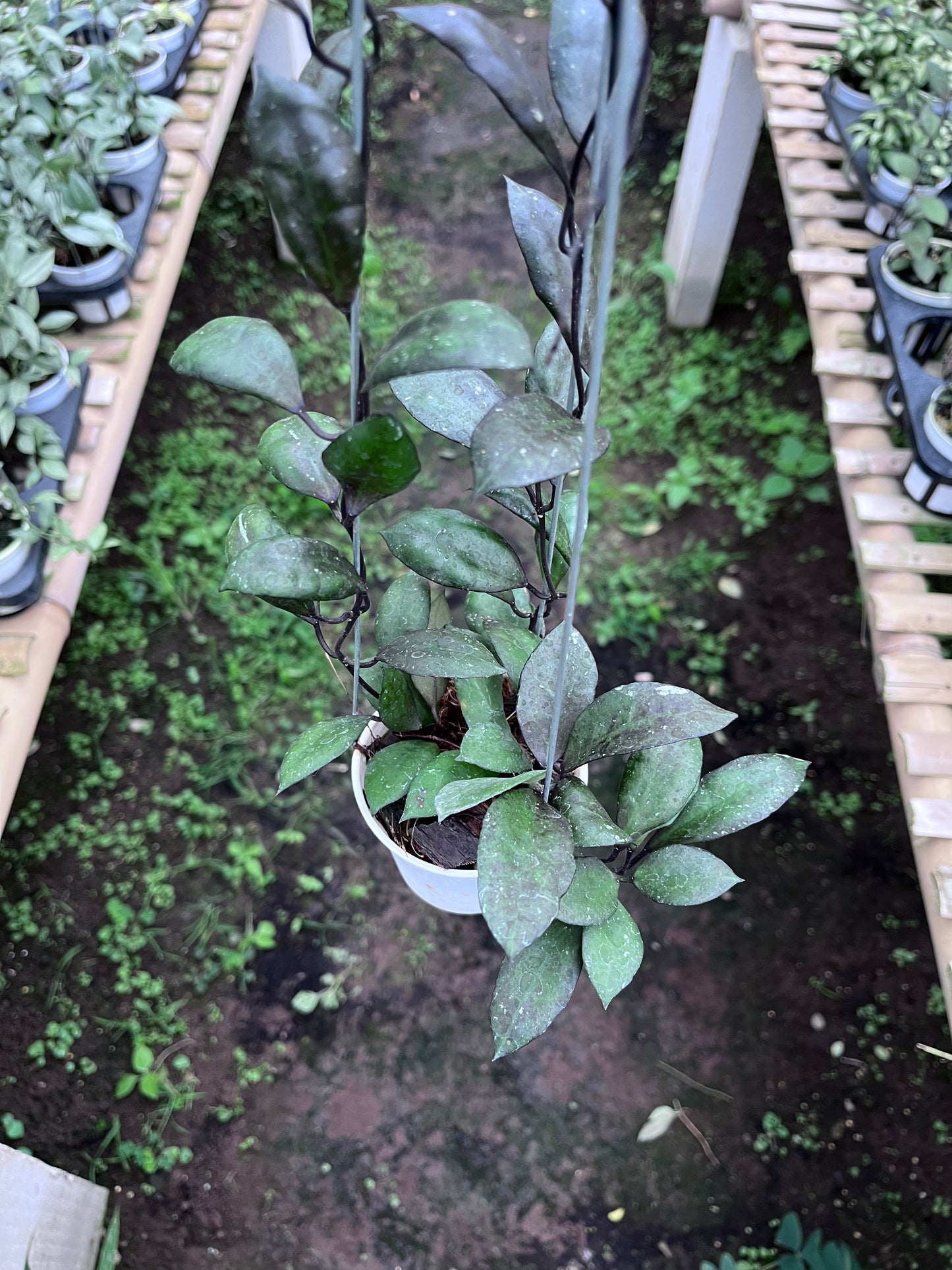 Hoya Lacunosa Black Coin