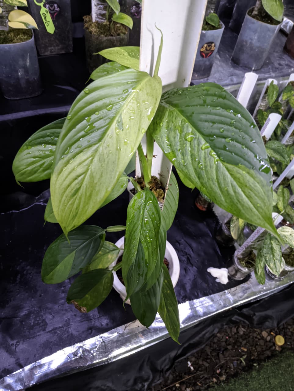 Scindapsus Longi Green on Green