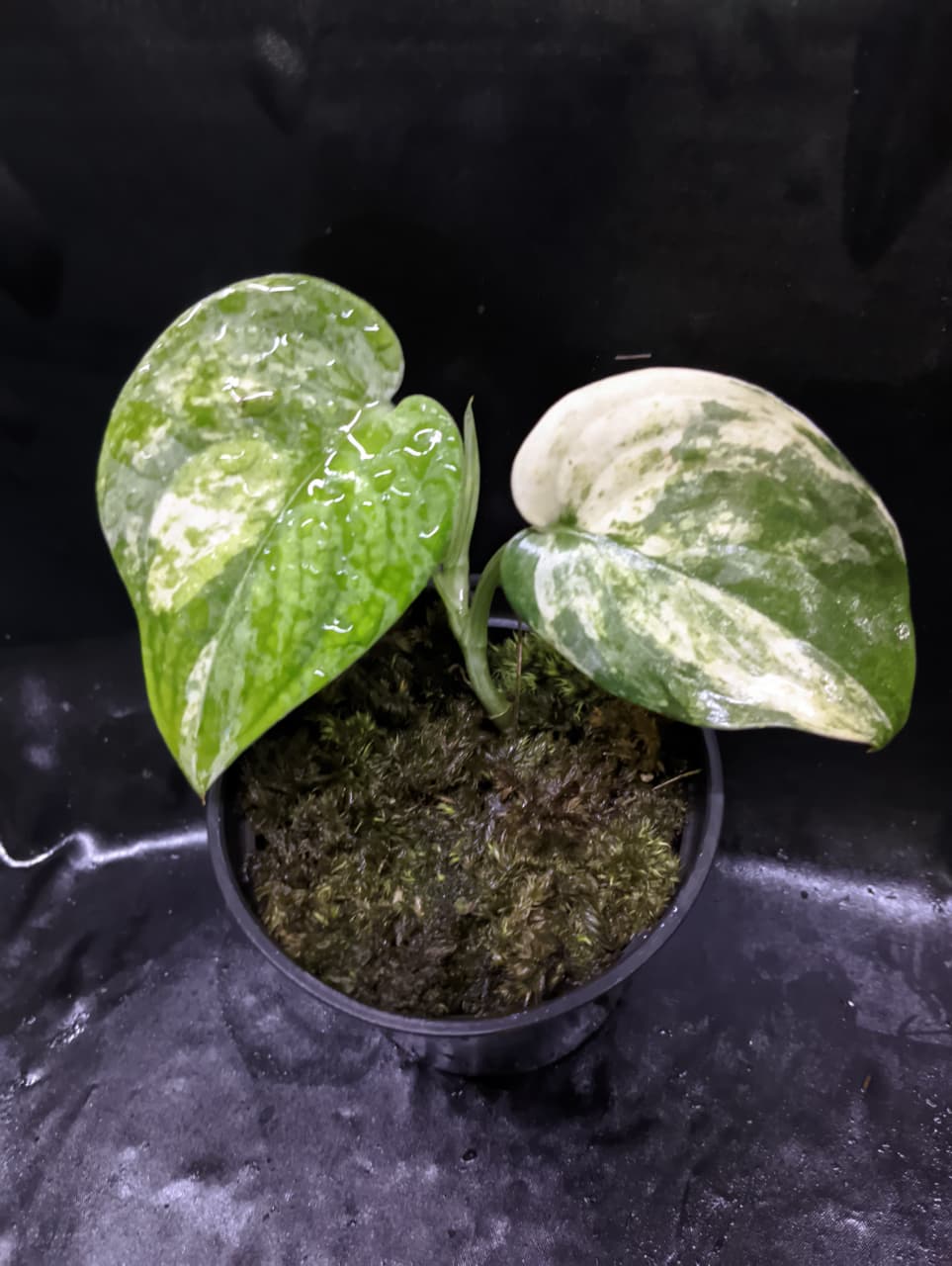 Scindapsus Mangurai