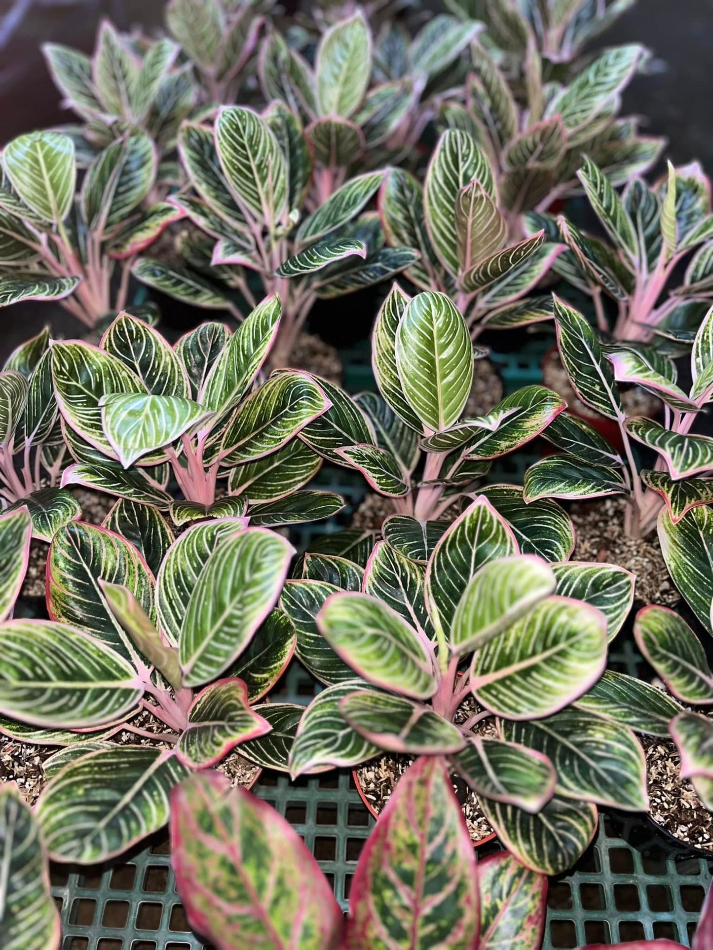 Aglaonema Minion