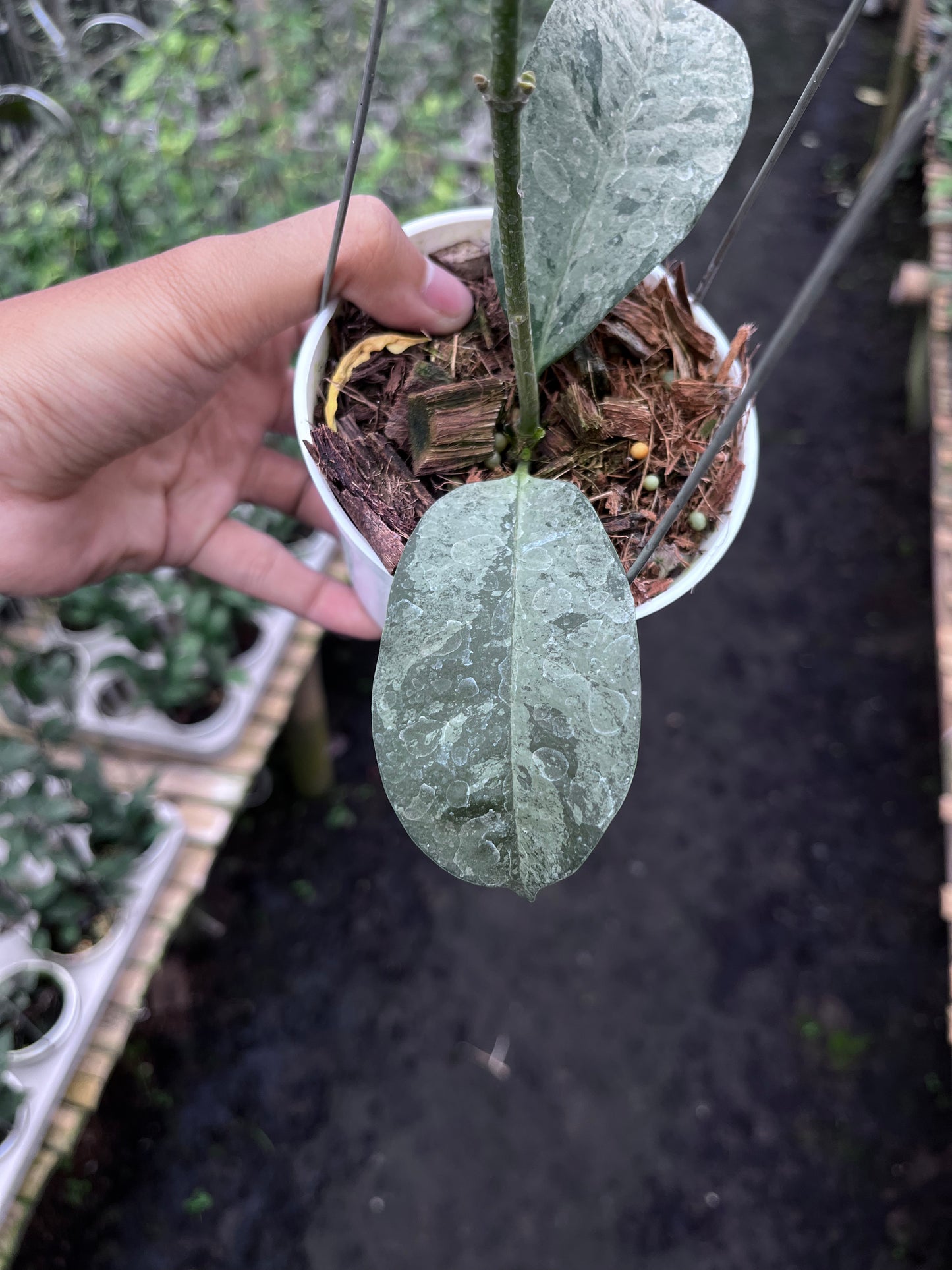 Hoya Occultata Silver