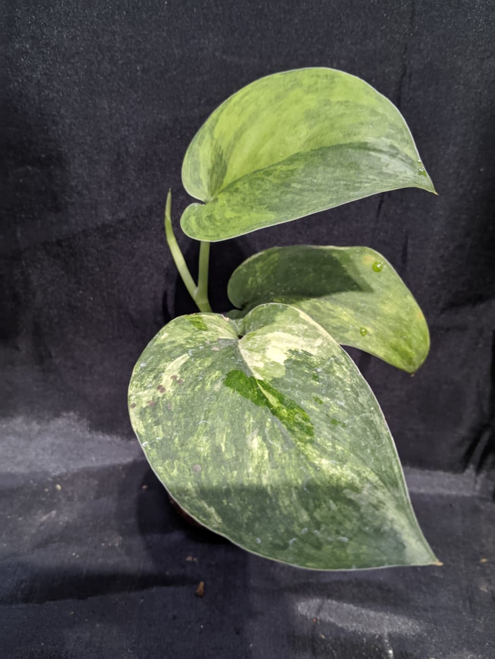 Scindapsus Parahyangan