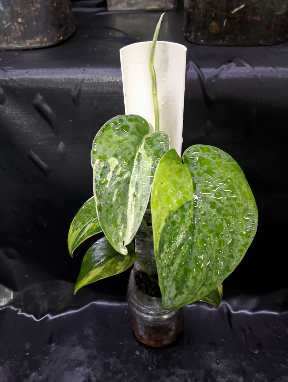 Scindapsus Parahyangan 3 Color