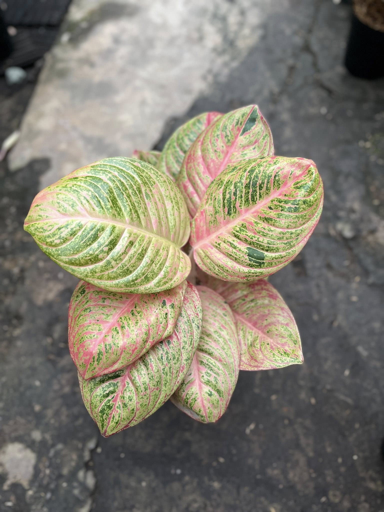 aglaonema rosa Aglaonema Pink Asri – Art Garden Flowers USA
