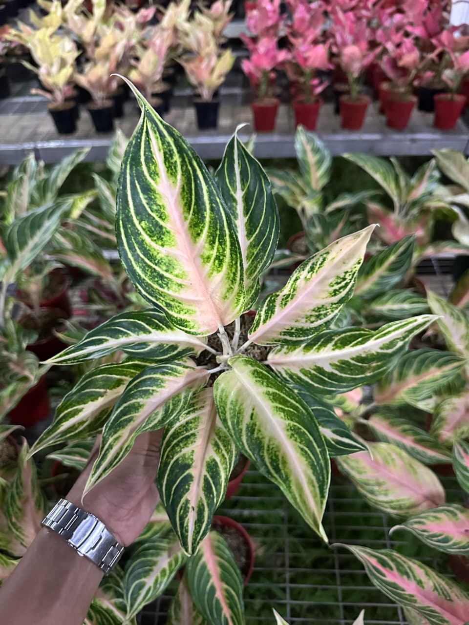 Aglaonema Pink Sunset