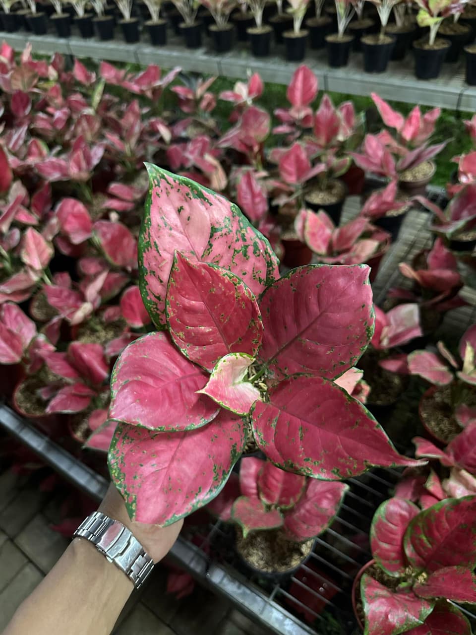 Aglaonema Red Anjamani