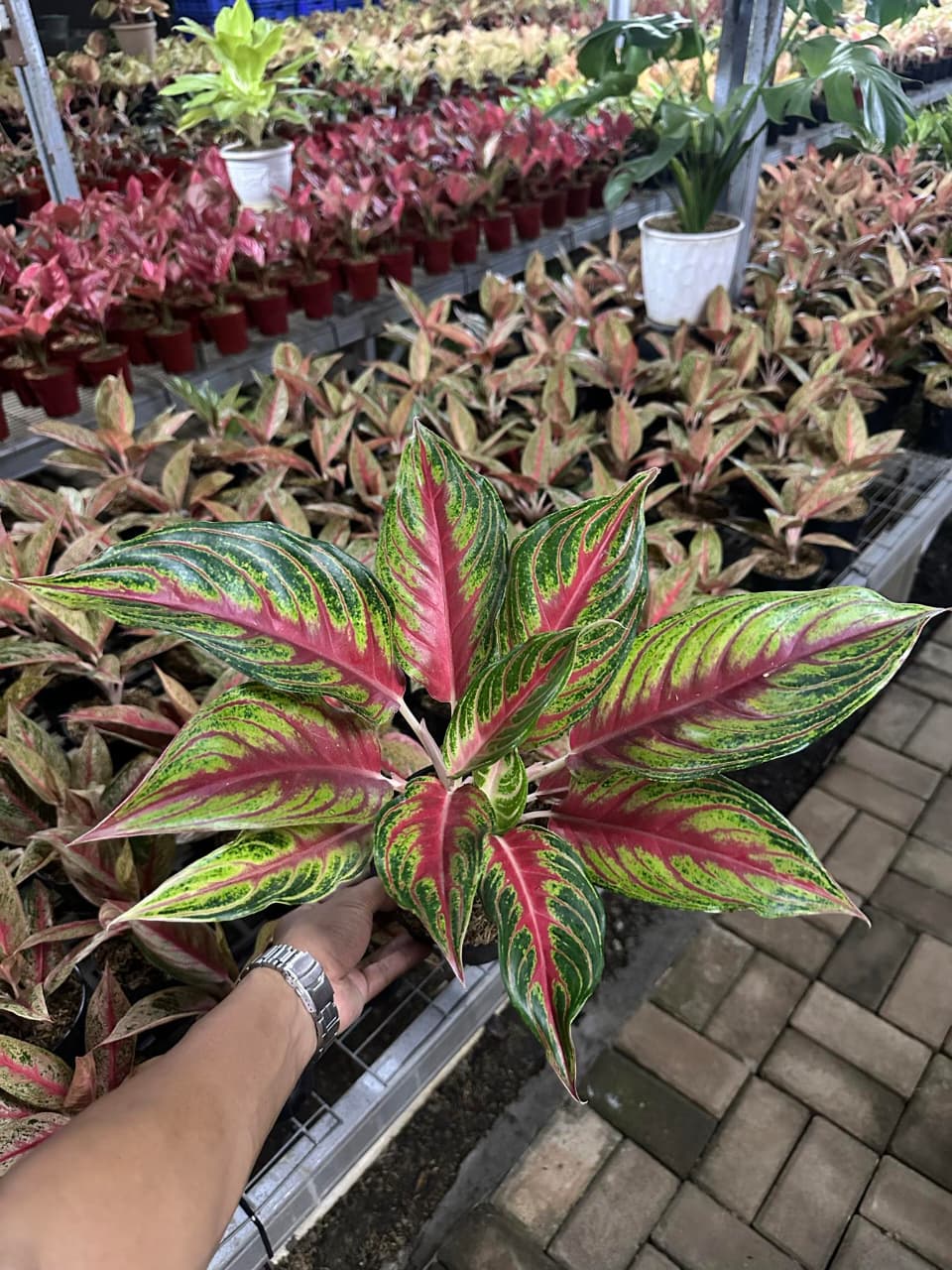 Aglaonema Red Sunset