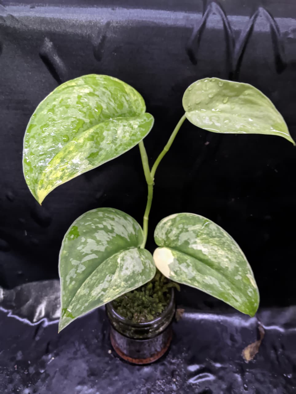 Scindapsus Siak Albo