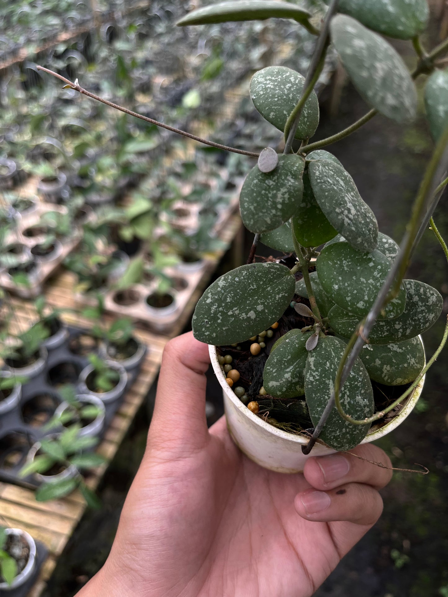 Hoya Sigilatis GPS
