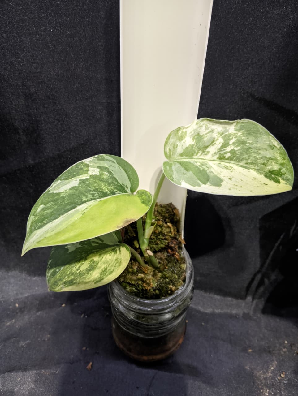 Scindapsus Silver Splash 3 Color