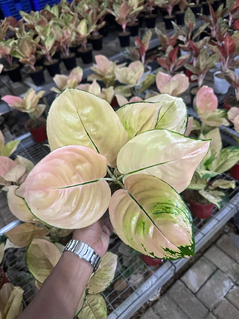 Aglaonema Sofia