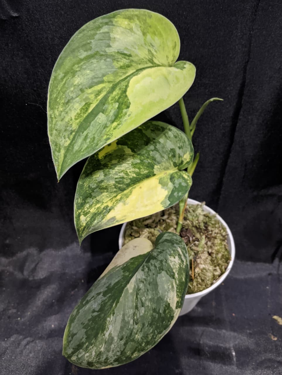 Scindapsus Swarnabhumi