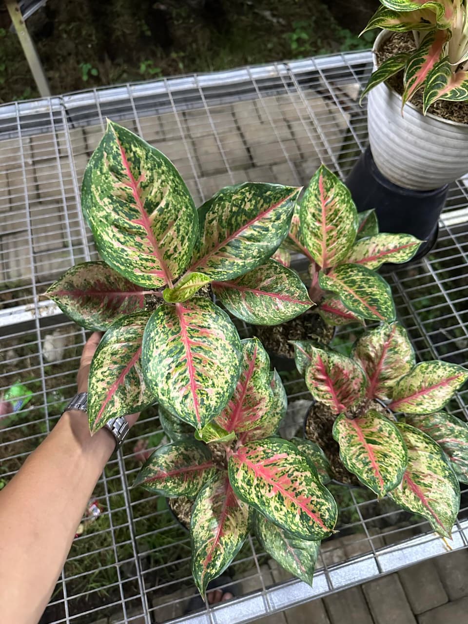 aglaonema platinums Aglaonema Sweet Platinum