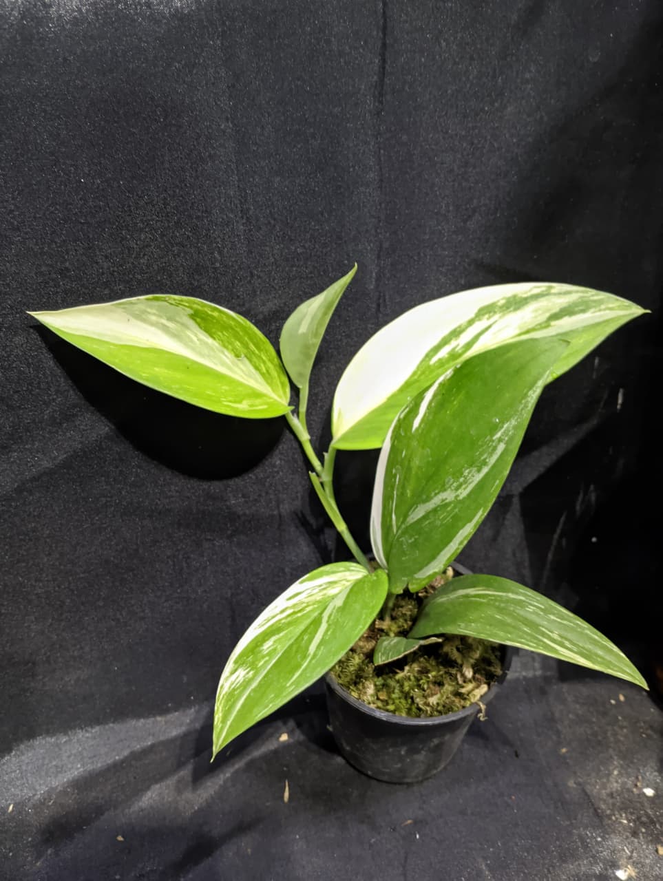 Scindapsus Treubii Albo Narrow