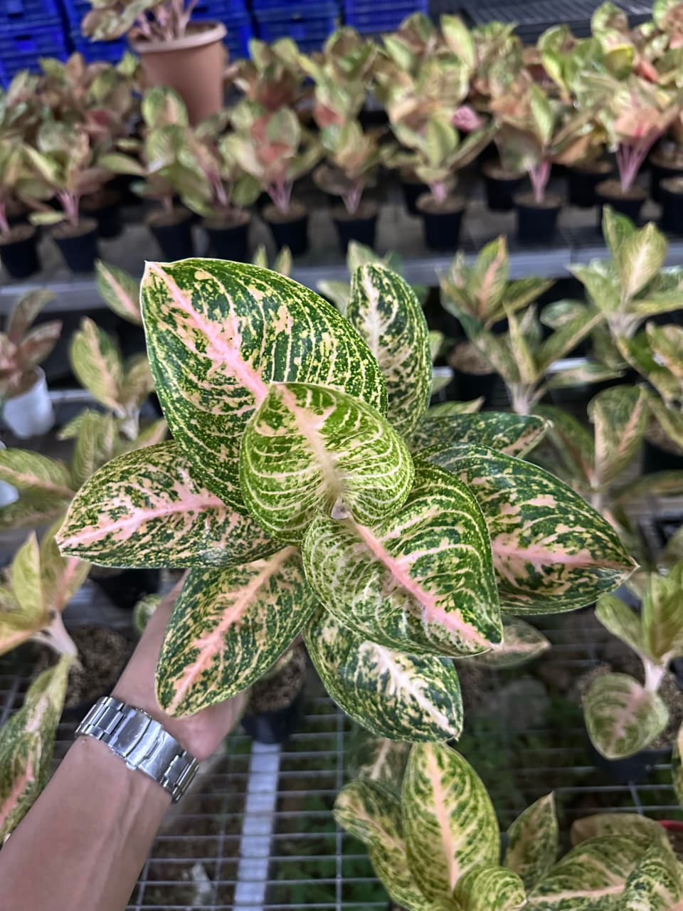Aglaonema Widuri Mutasi