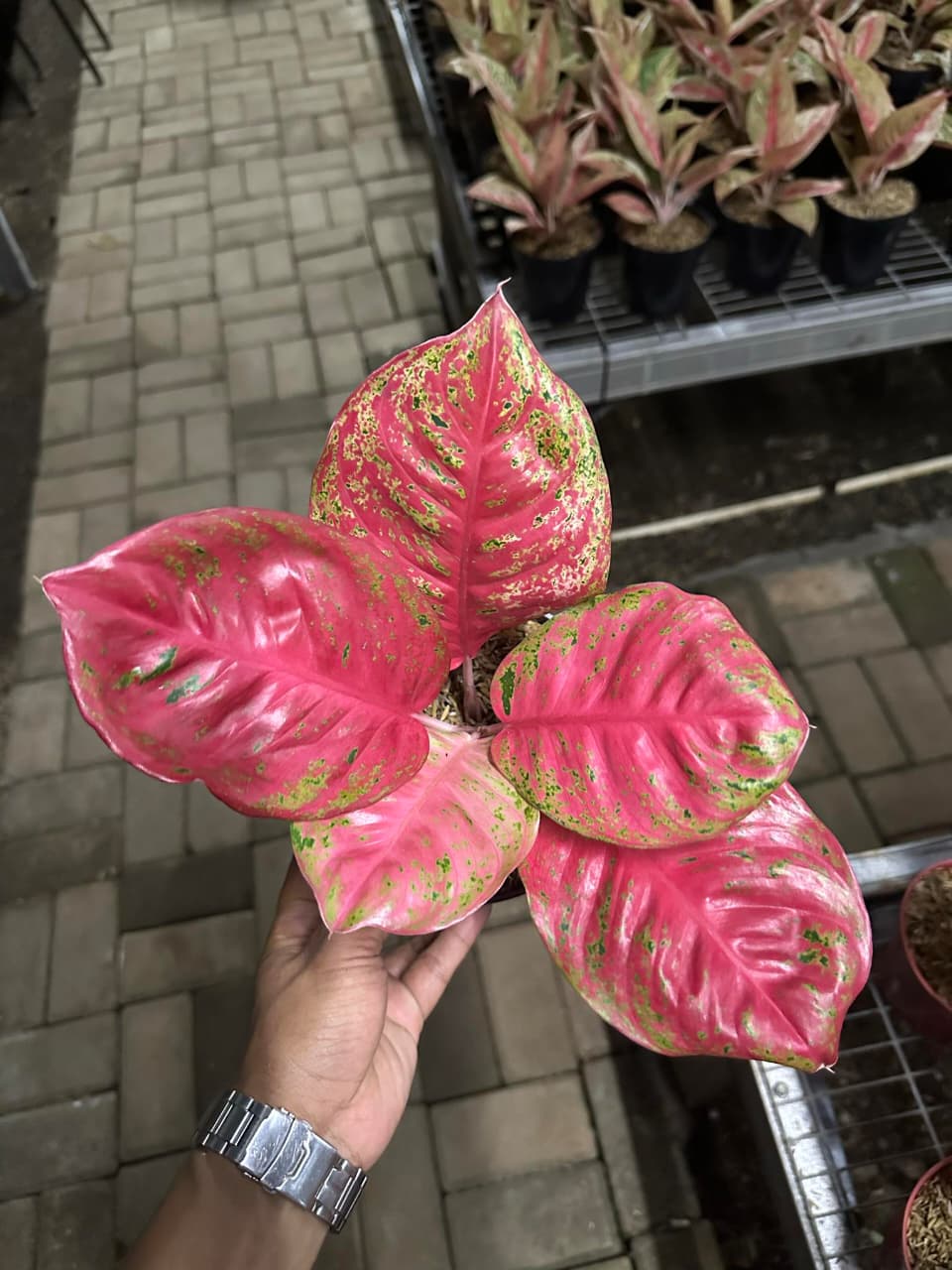 Aglaonema Wulandari