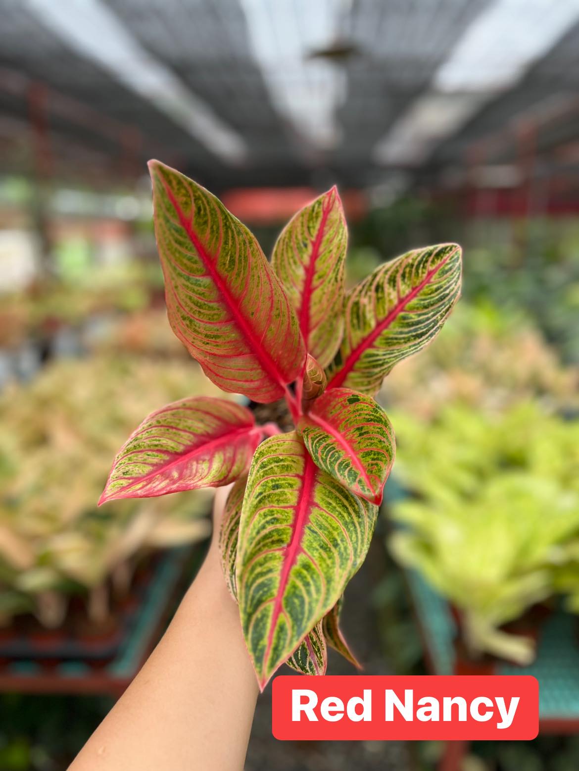 Aglaonema Red Nancy