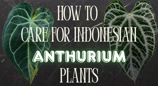 Caring for Indonesian Anthurium Hybrids: A Global Guide (Regular & Variegated)