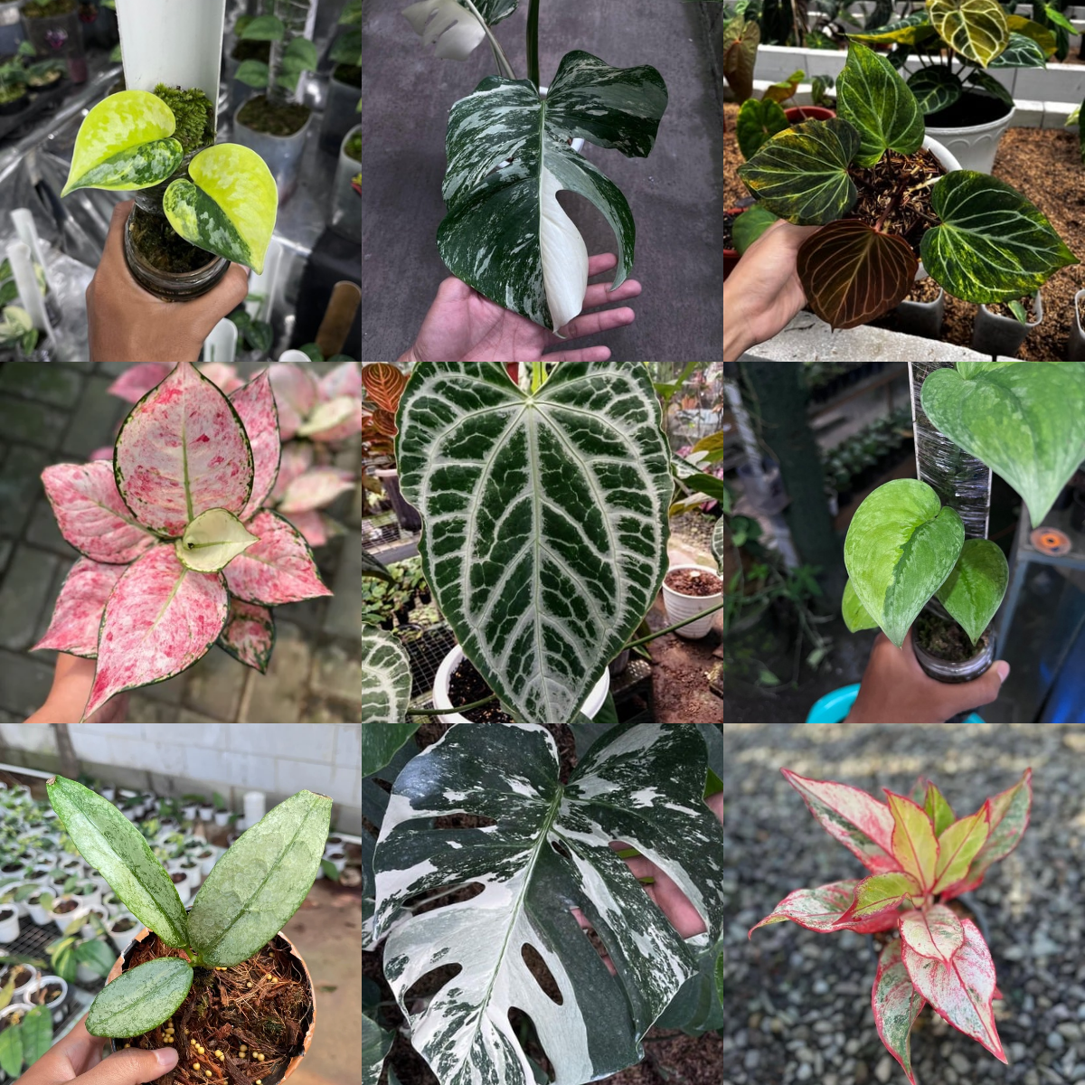 All Our Collections
