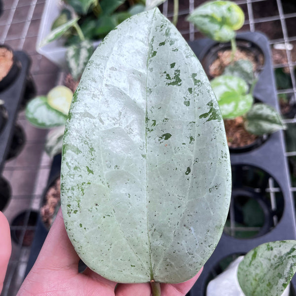 Hoya Silver
