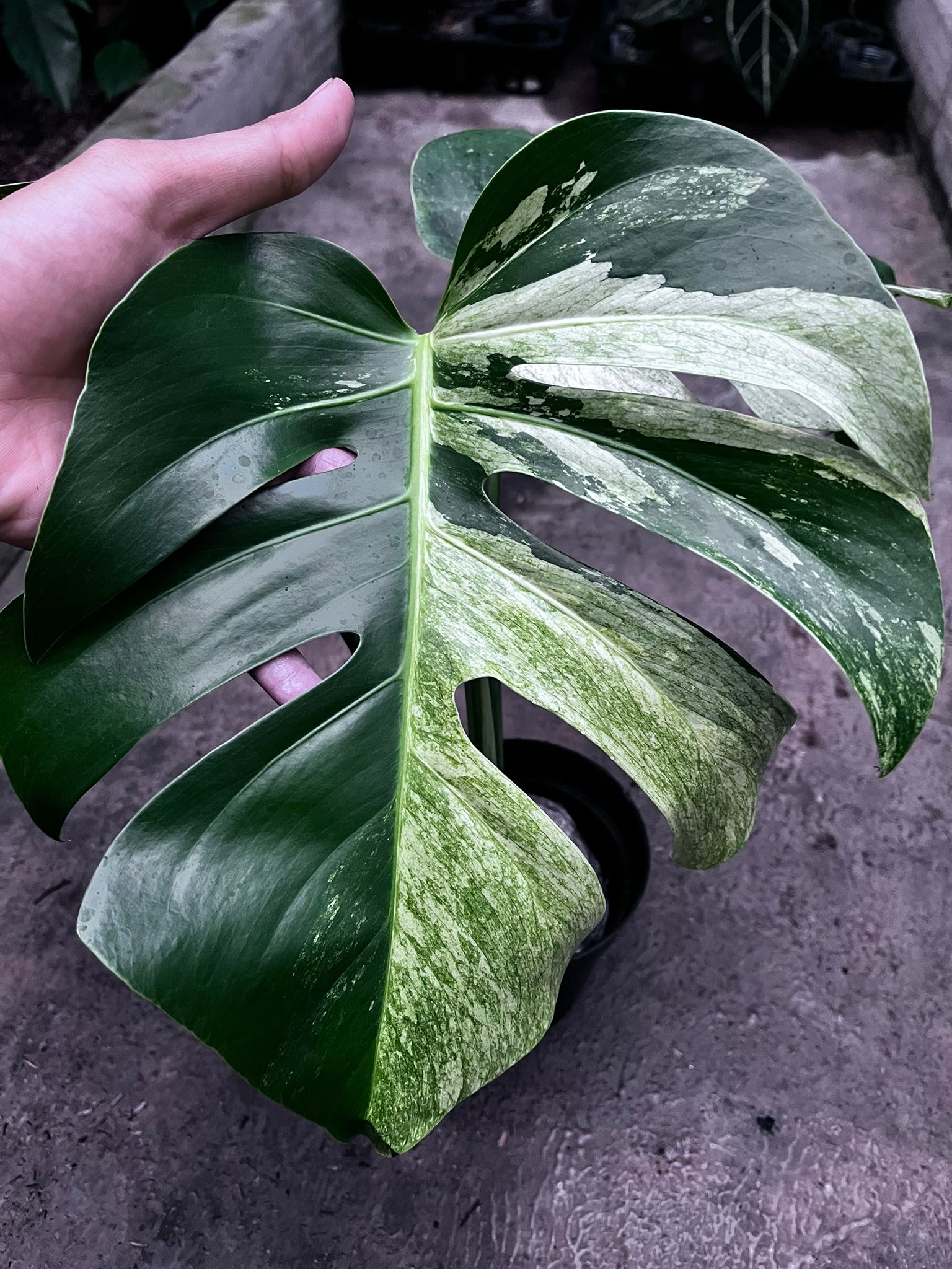 Monstera