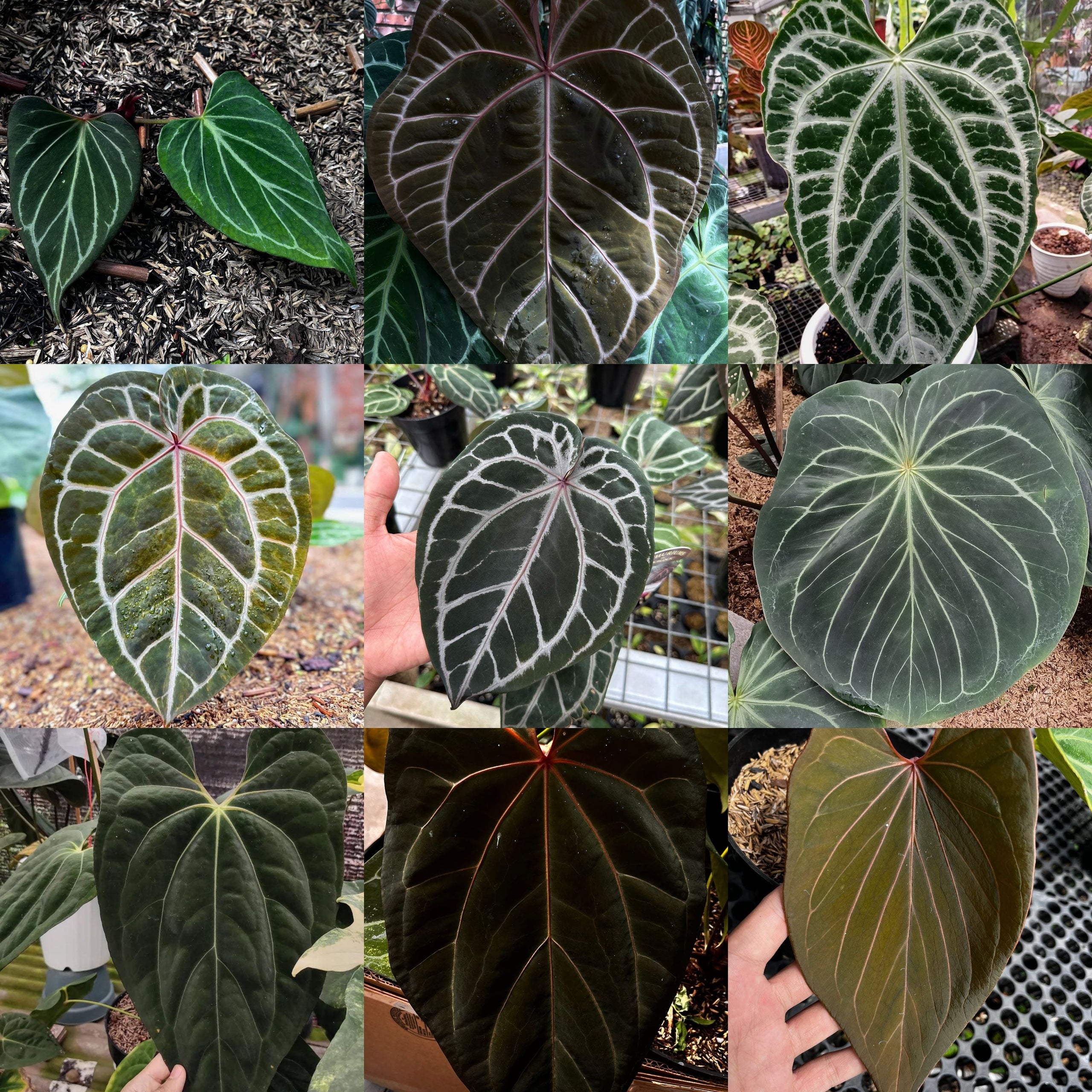 Anthurium Collector