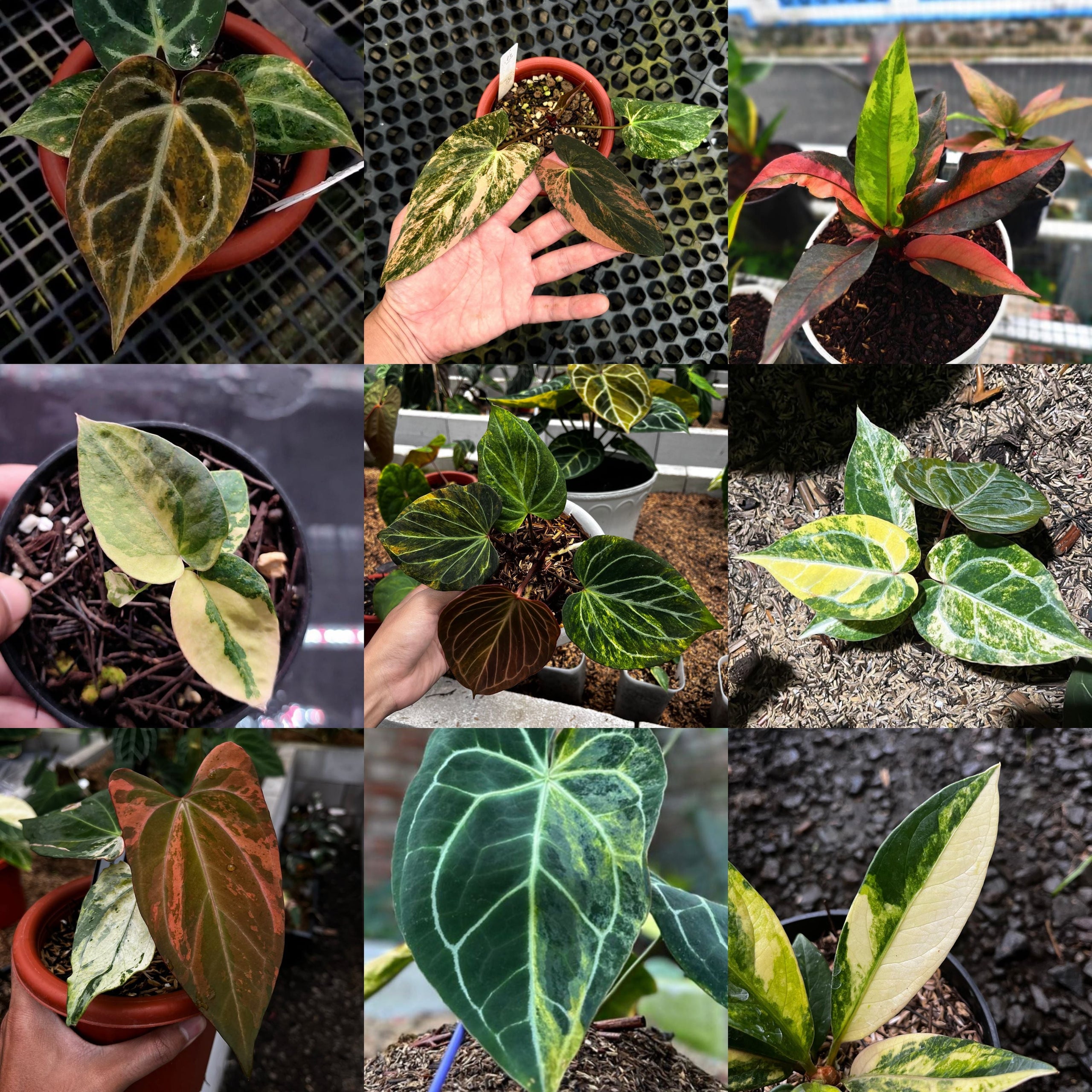 Anthurium Variegated