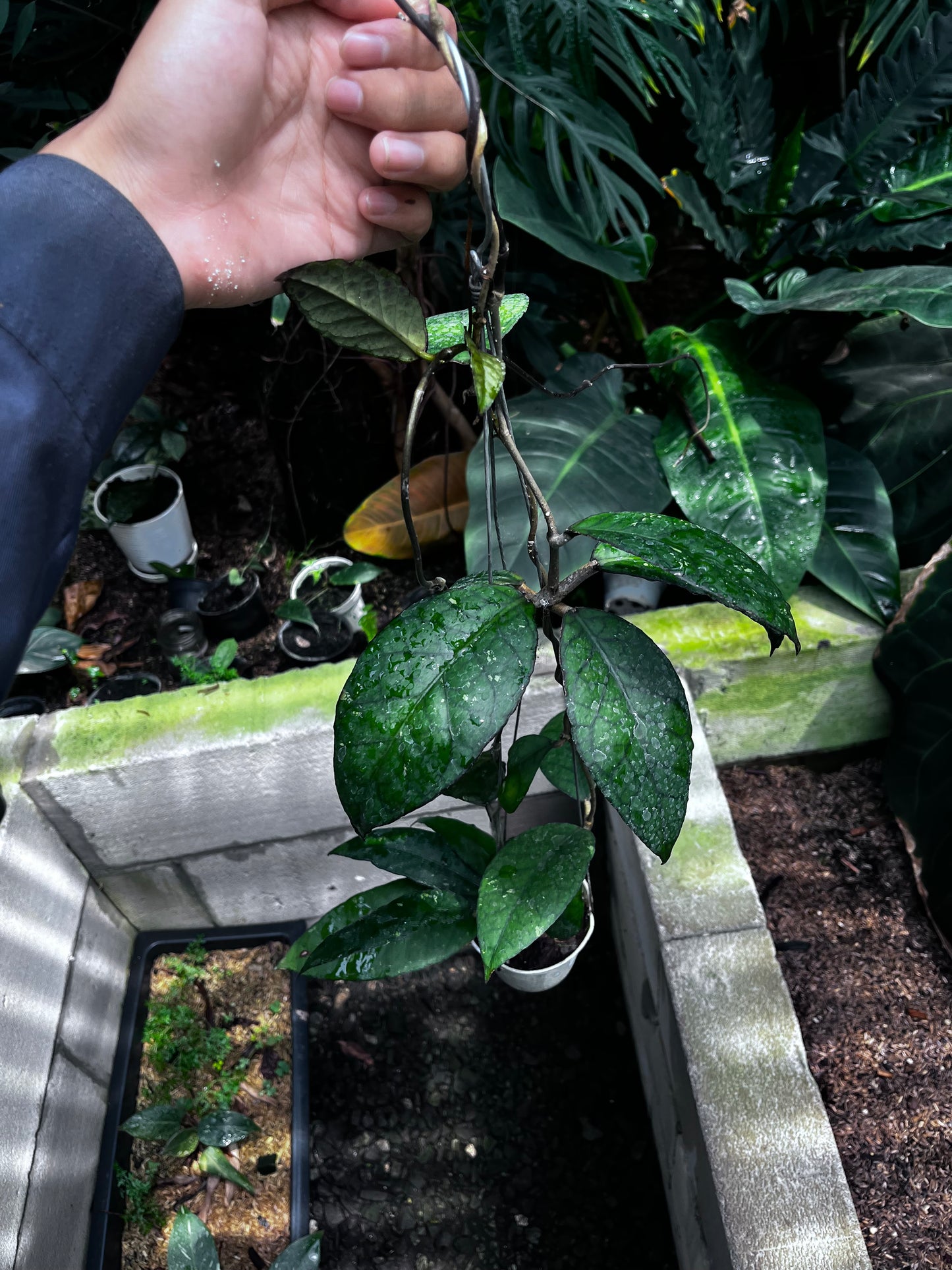 Hoya Sp Aceh Black Octopus