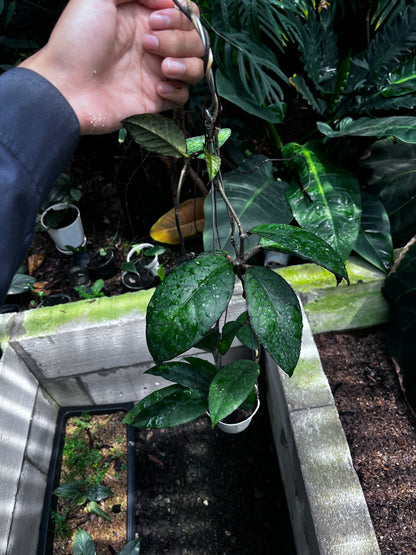 Hoya Sp Aceh Black Octopus